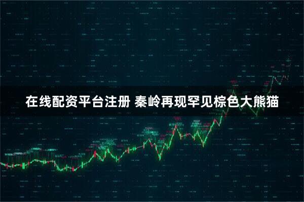 在线配资平台注册 秦岭再现罕见棕色大熊猫